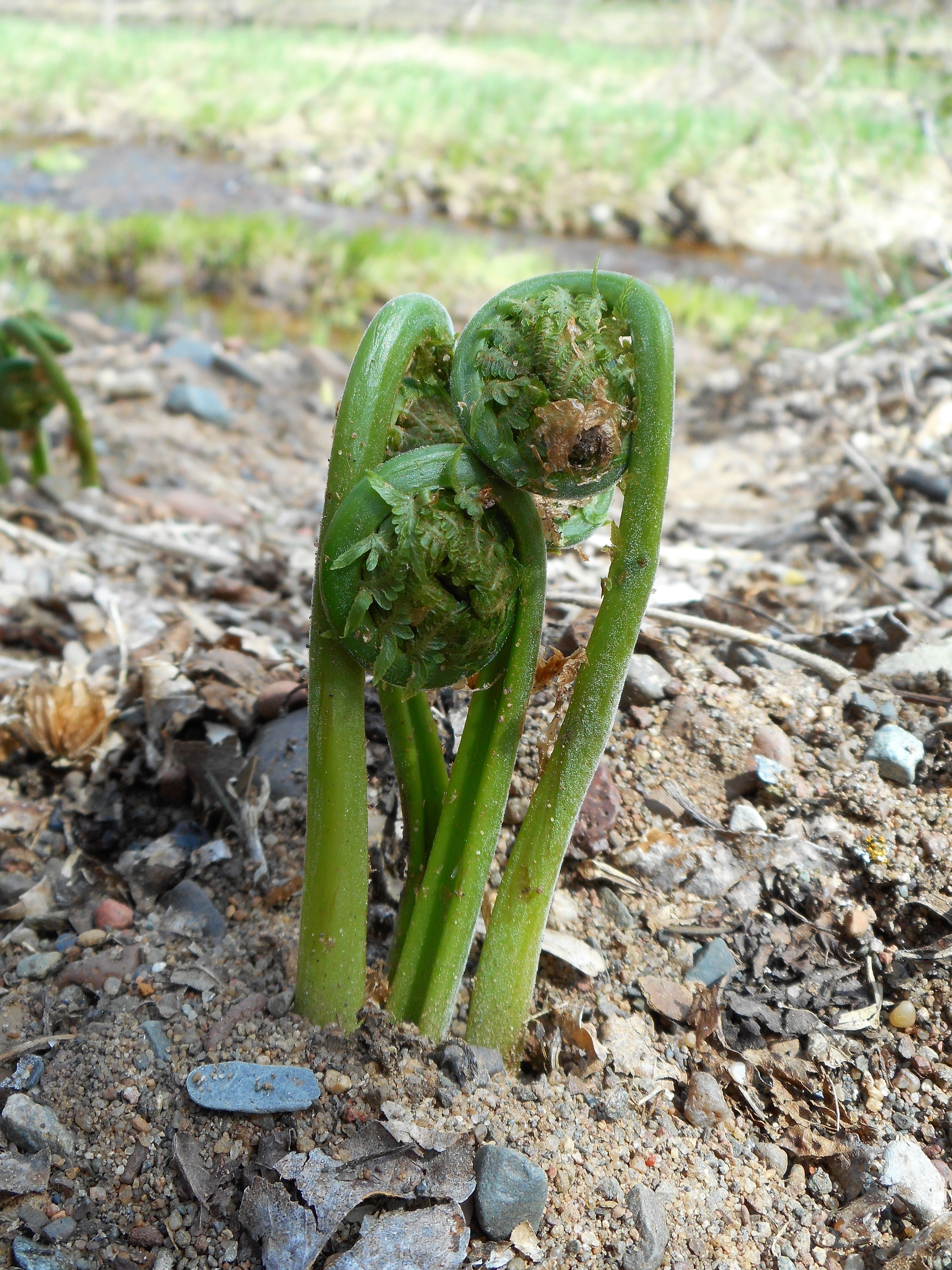 Foraging Fiddleheads: ID, Harvest, And Prep – Nature Art Exploration