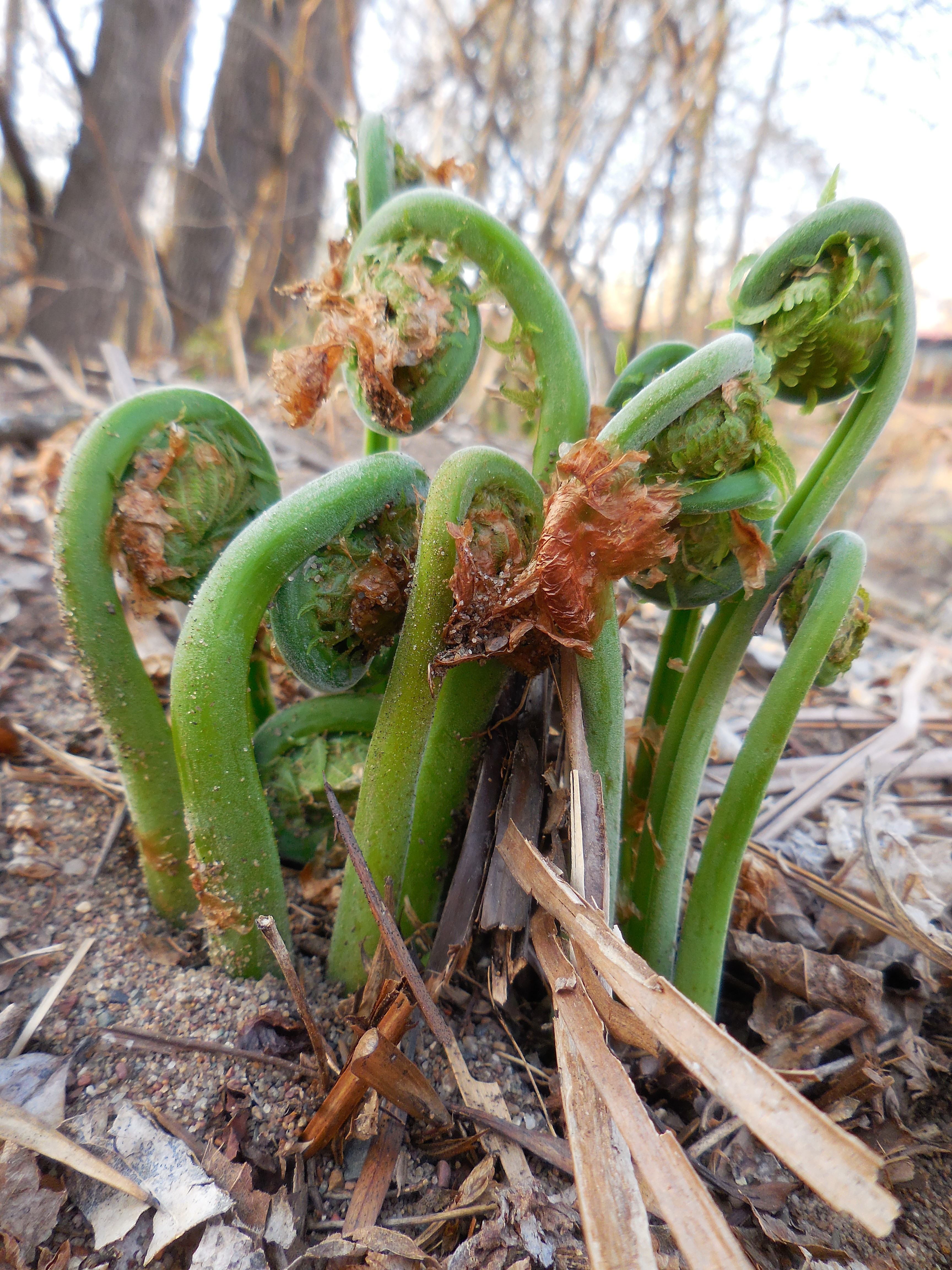 Foraging Fiddleheads: ID, Harvest, And Prep – Nature Art Exploration